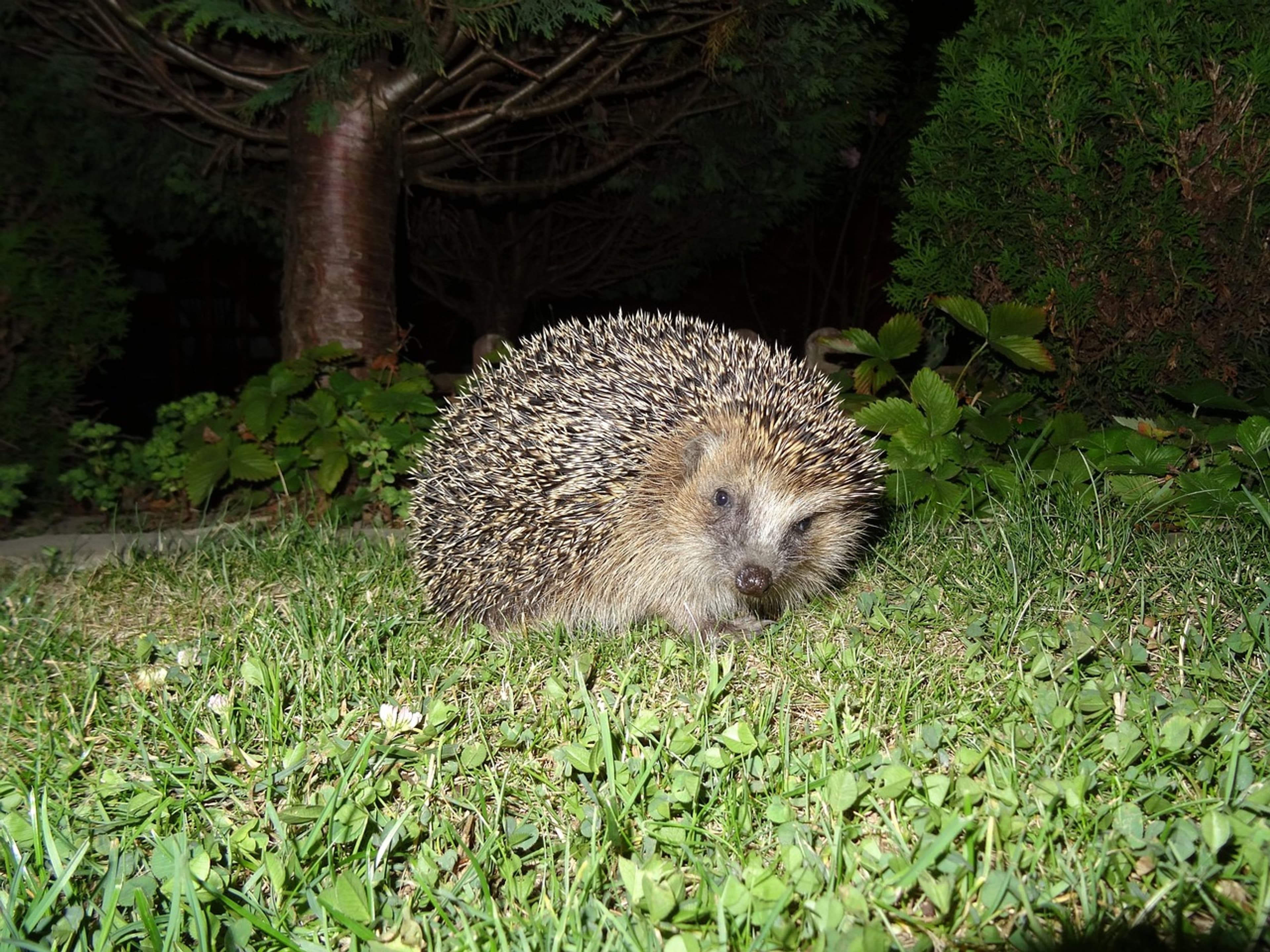 Mähroboter bedrohen Igel nachts