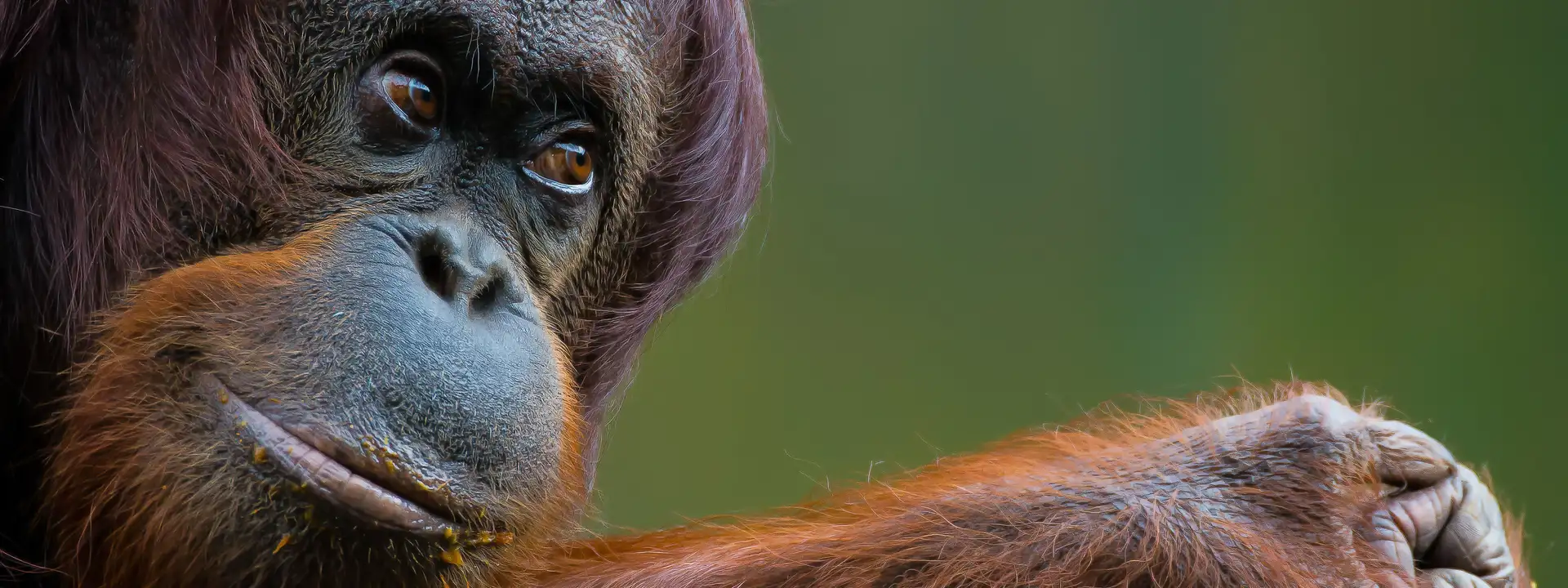 Orang-Utan