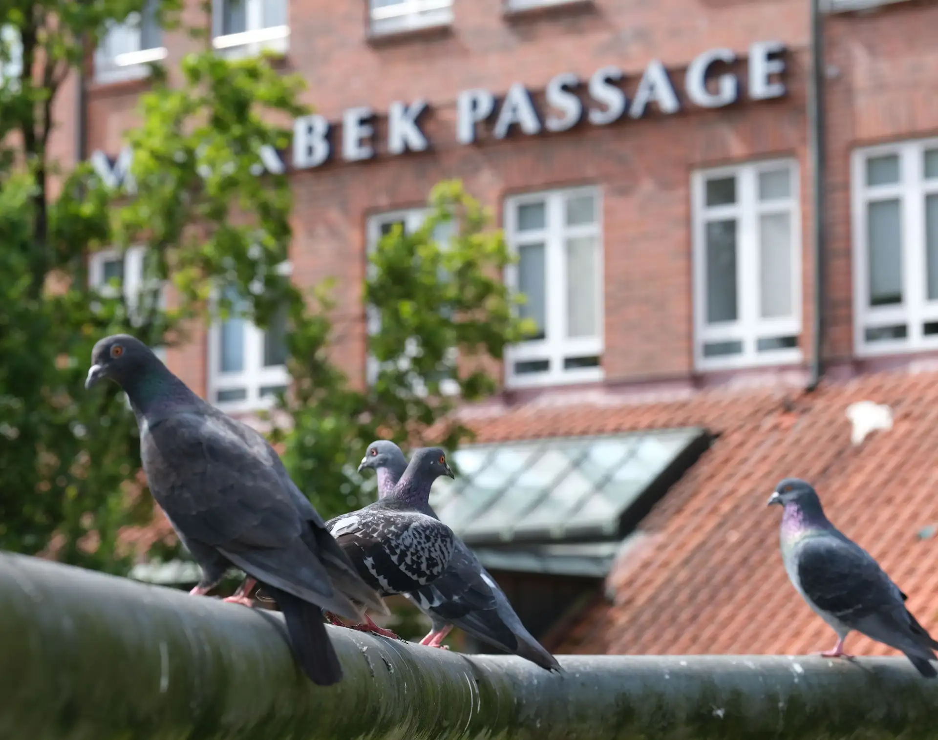 Norderstedt ruft dazu auf, Stadttauben nicht zu füttern
