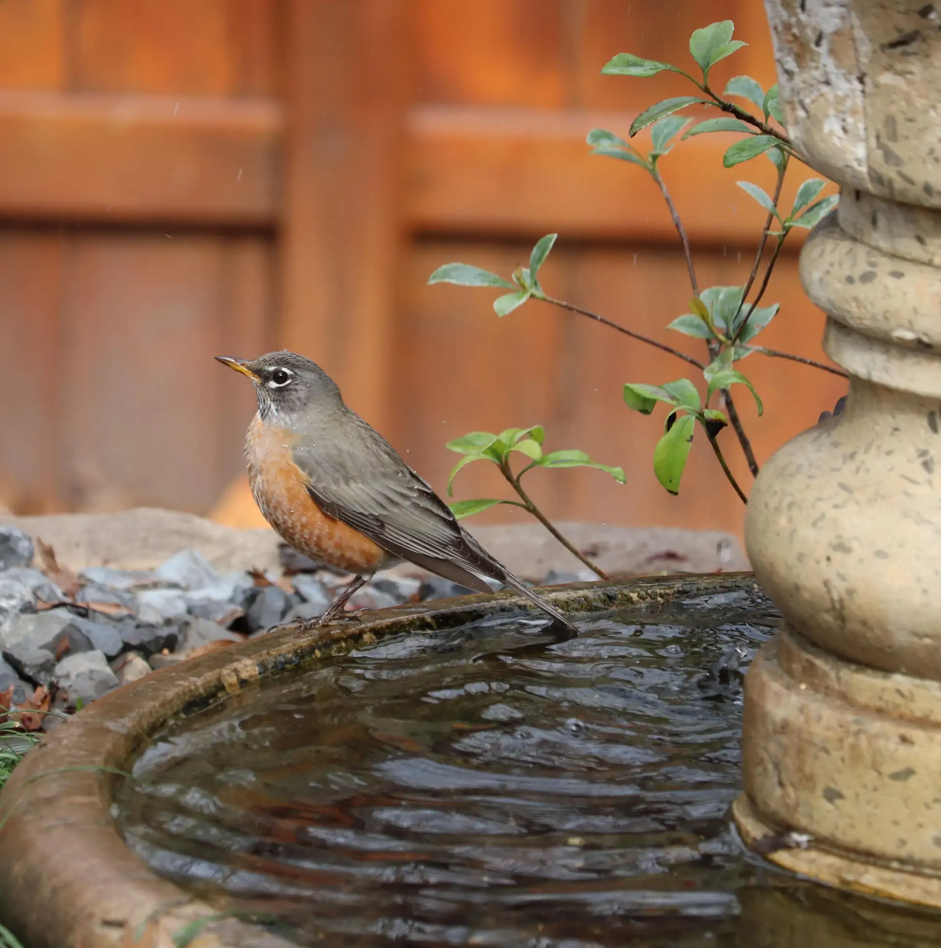 Naturnaher Garten im Sommer