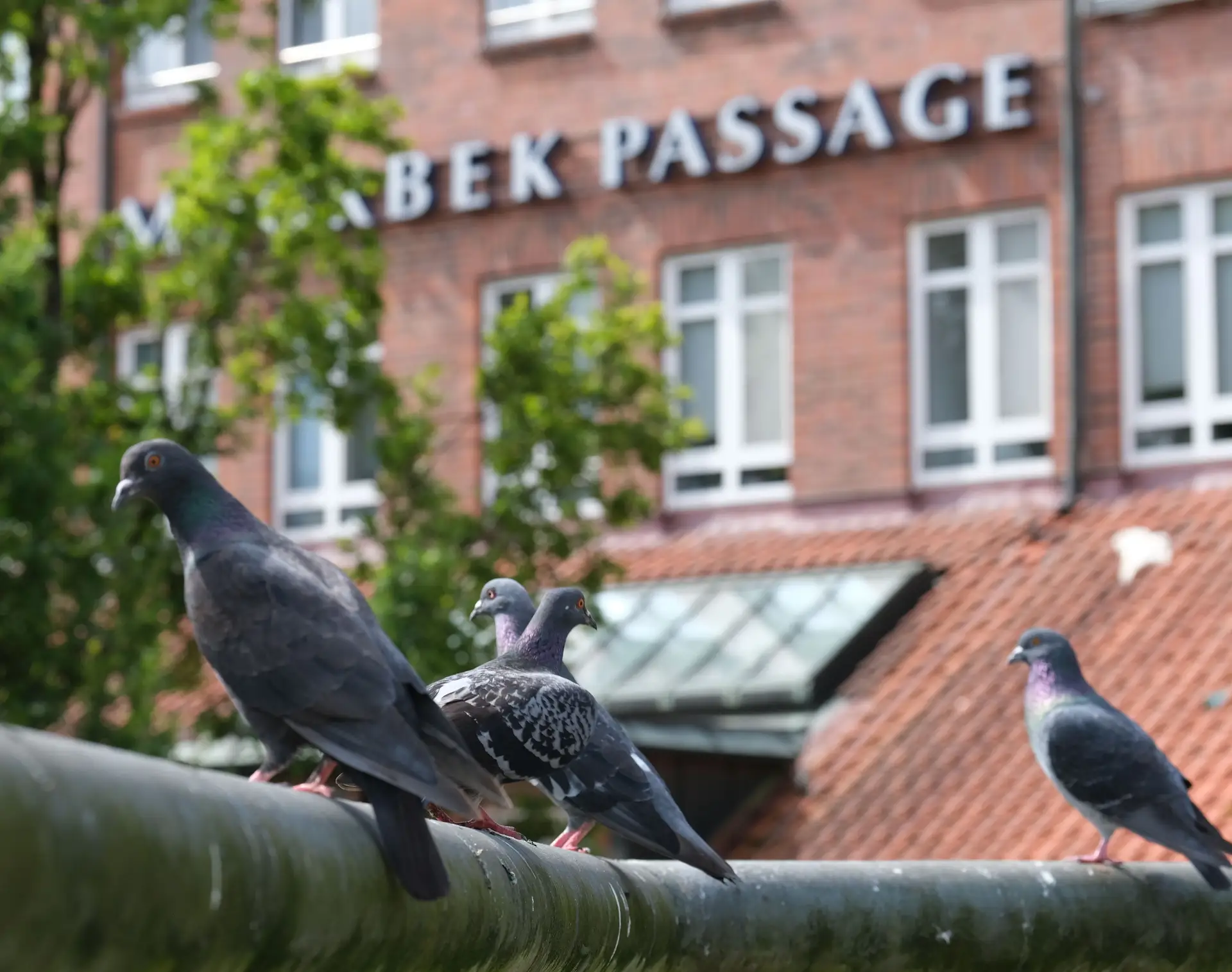 Norderstedt ruft dazu auf, Stadttauben nicht zu füttern