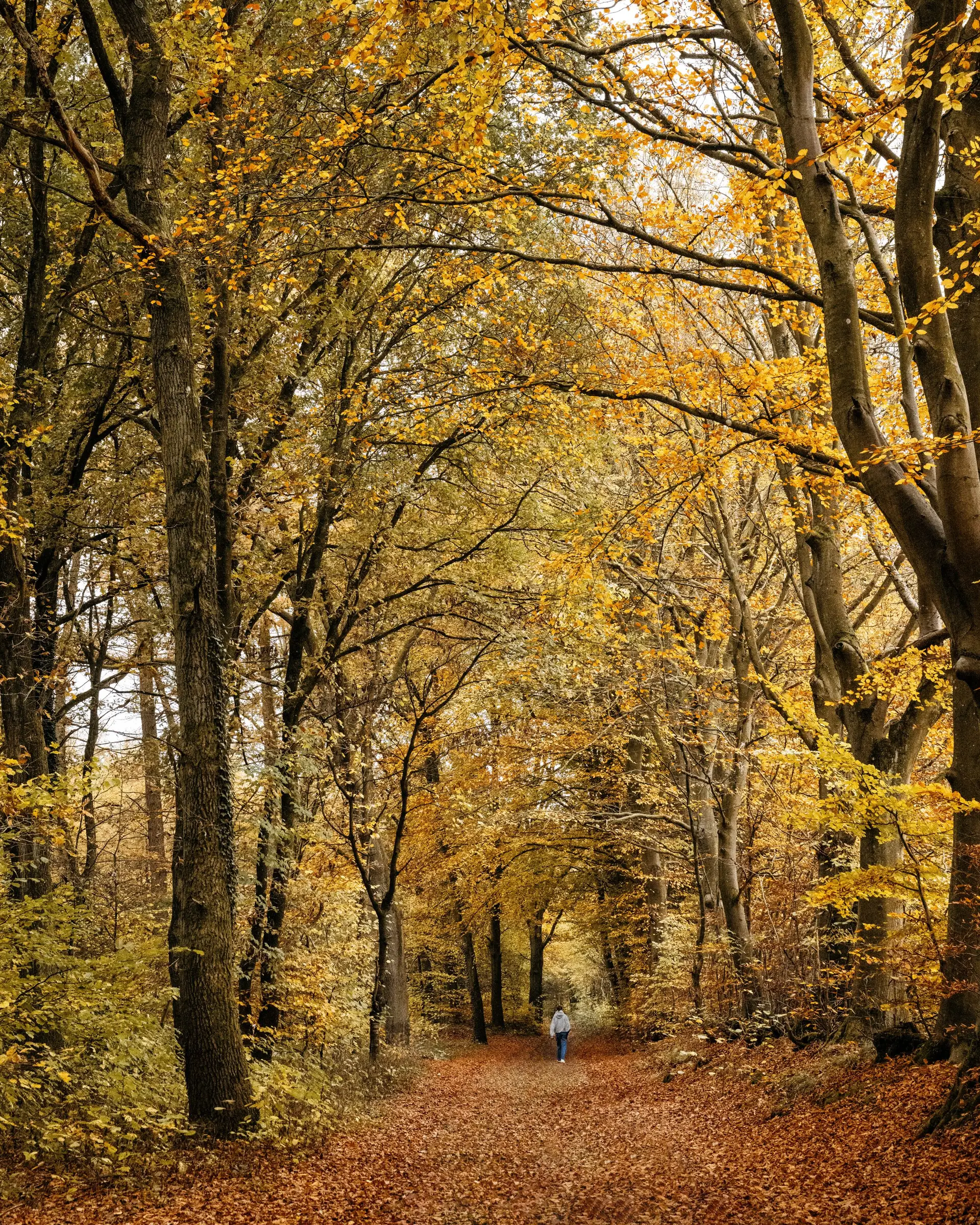 Wanderung „Indian Summer 2026“ im Segeberger Forst: Anmeldung empfohlen