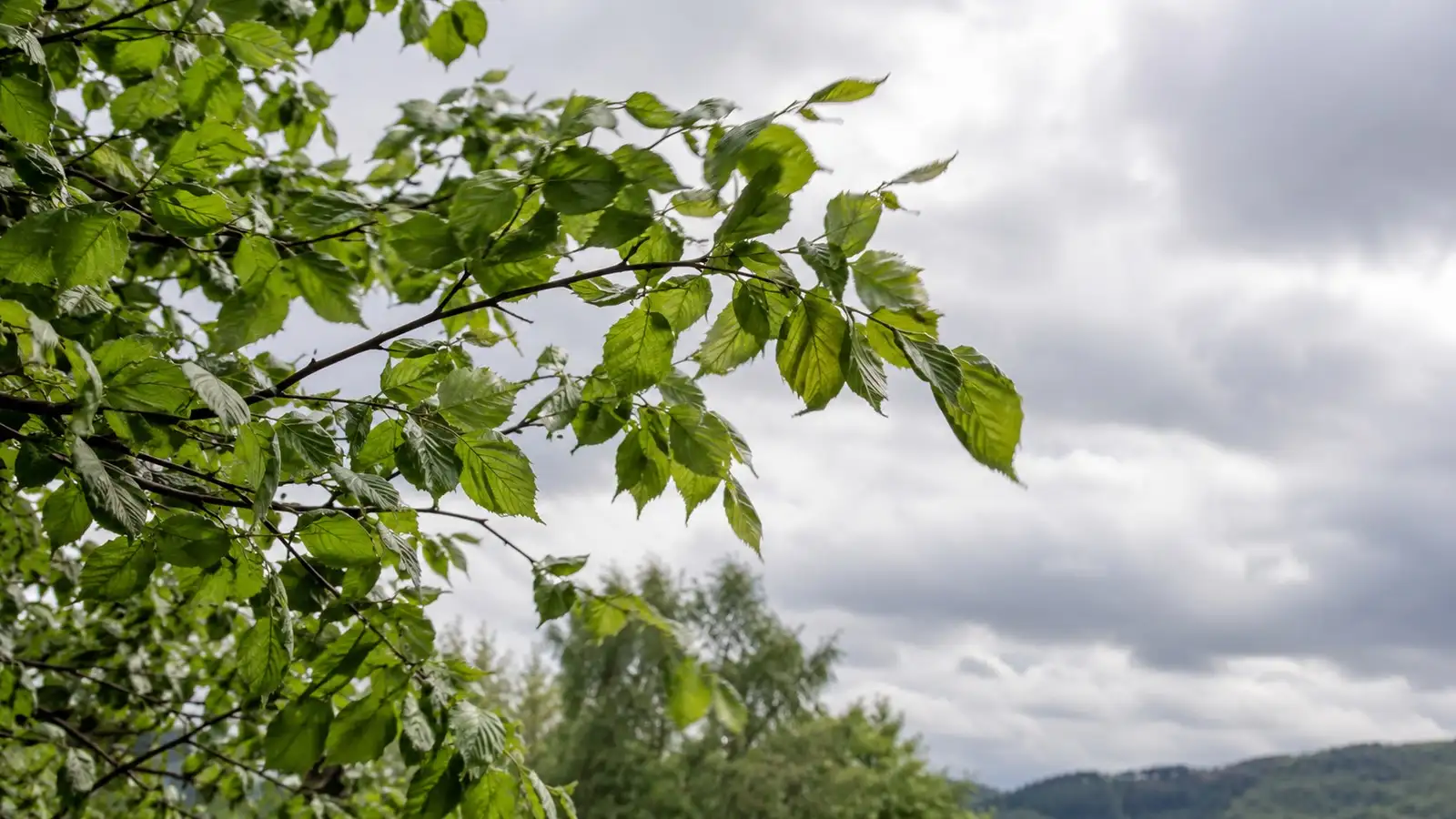 Blätter bei Windböen. Neutrale Alltagskulisse ohne behaupteten Aufnahmeort.