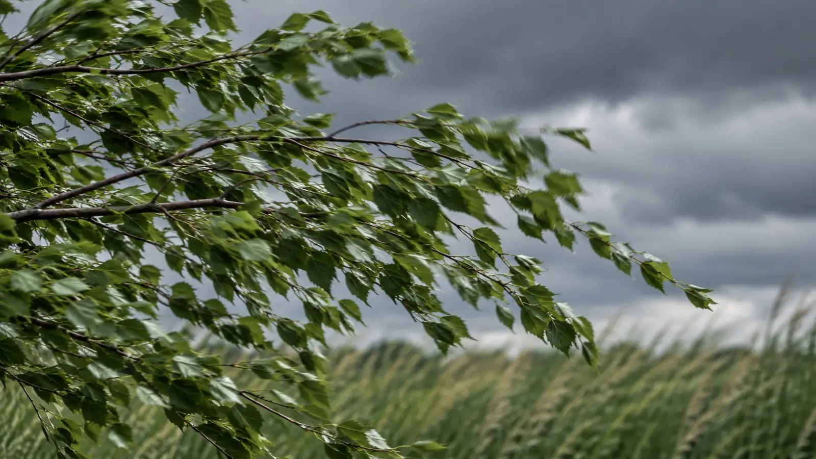 Sturm: im Wind bewegte Zweige. Generisches Motiv ohne erkennbaren Aufnahmeort.
